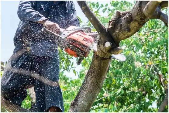 tree services South Weber